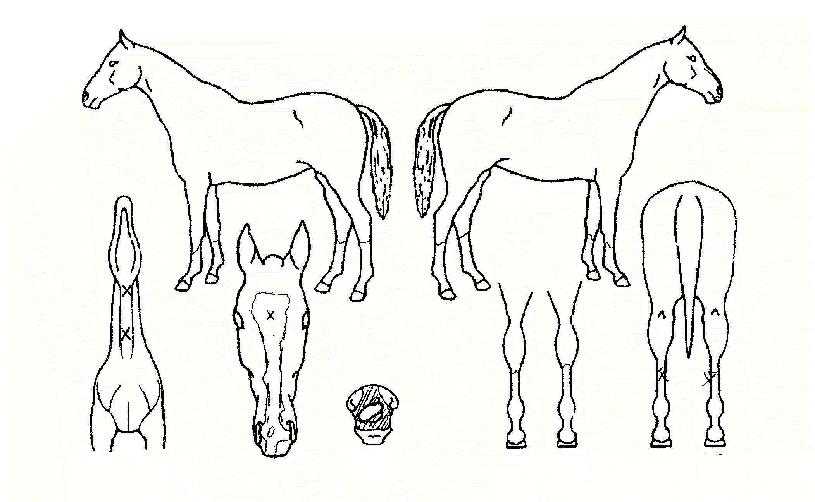 �ٶ�¸�ŭ�� ����,���,�޸�,�λ�,�ٸ��� Ư¡����