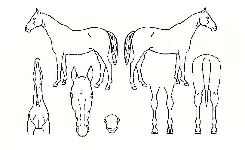 ��決���� ����,���,�޸�,�λ�,�ٸ��� Ư¡����