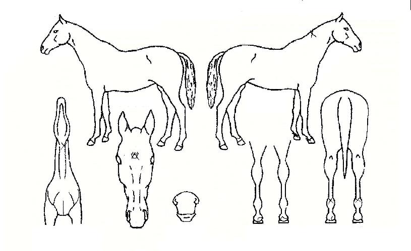 ������� ����,���,�޸�,�λ�,�ٸ��� Ư¡����