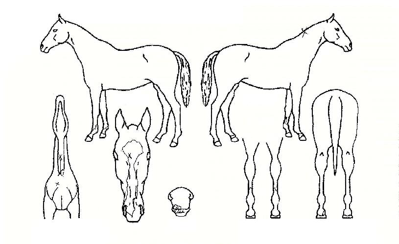 �ְ����� ����,���,�޸�,�λ�,�ٸ��� Ư¡����