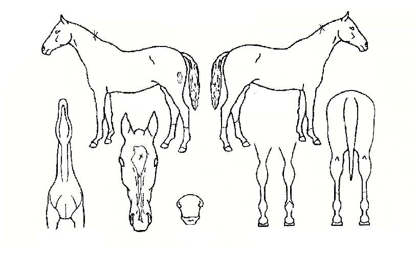 À¸¶äÄÚ¸®¾ÆÀÇ Ãø¸é,¿ì¸é,µÞ¸é,µÎ»ó,´Ù¸®ÀÇ Æ¯Â¡µµÇØ