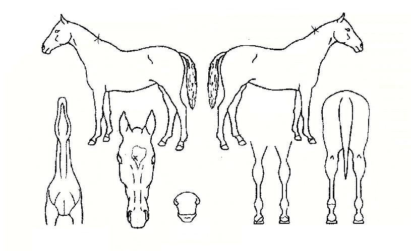 ���α׸��� ����,���,�޸�,�λ�,�ٸ��� Ư¡����