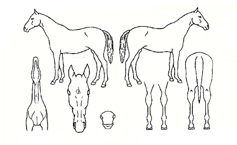 Å´ÆÄ¼ºíÀÇ Ãø¸é,¿ì¸é,µÞ¸é,µÎ»ó,´Ù¸®ÀÇ Æ¯Â¡µµÇØ