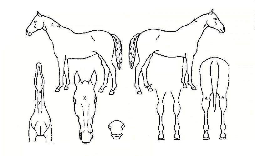 ºòÅ丮ÀÇ Ãø¸é,¿ì¸é,µÞ¸é,µÎ»ó,´Ù¸®ÀÇ Æ¯Â¡µµÇØ