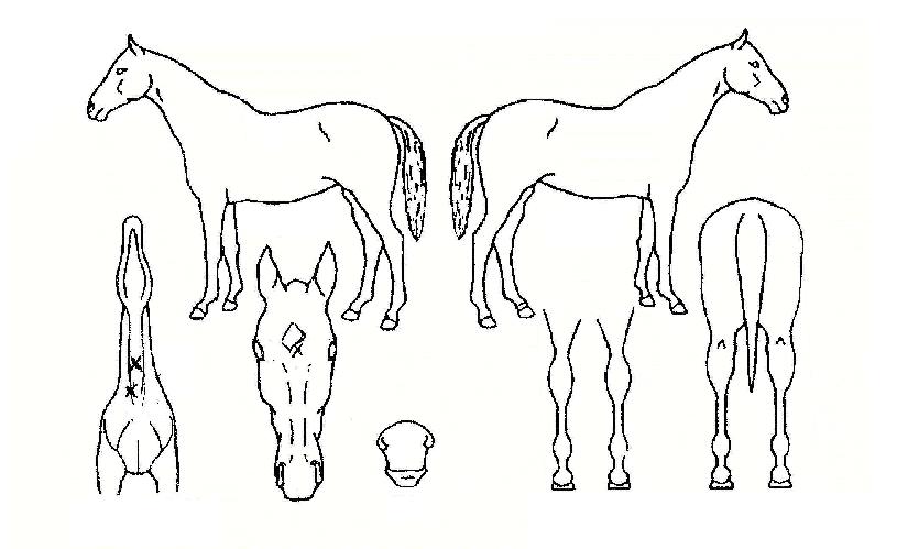 Ç÷¸ÁºÀÀÇ Ãø¸é,¿ì¸é,µÞ¸é,µÎ»ó,´Ù¸®ÀÇ Æ¯Â¡µµÇØ