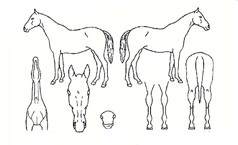 ������� ����,���,�޸�,�λ�,�ٸ��� Ư¡����