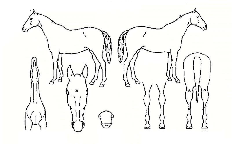 ������Ʈ�� ����,���,�޸�,�λ�,�ٸ��� Ư¡����