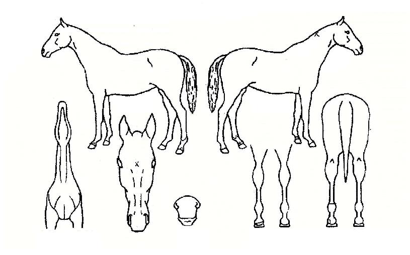 Äù¼Ç¿Àºê¿À³ÊÀÇ Ãø¸é,¿ì¸é,µÞ¸é,µÎ»ó,´Ù¸®ÀÇ Æ¯Â¡µµÇØ