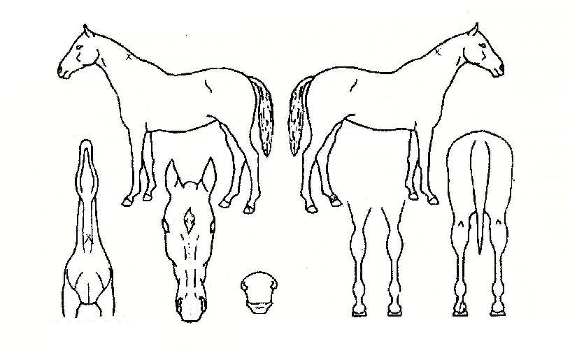 �Ƹ��׹̽��� ����,���,�޸�,�λ�,�ٸ��� Ư¡����