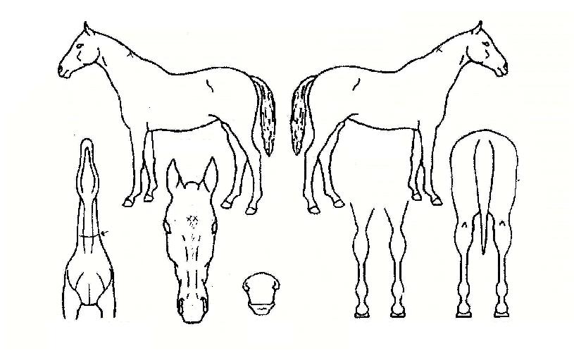 Ƽ¿£Æ¼ÀÇ Ãø¸é,¿ì¸é,µÞ¸é,µÎ»ó,´Ù¸®ÀÇ Æ¯Â¡µµÇØ