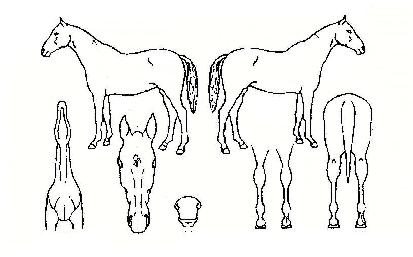 �̷��¾��� ����,���,�޸�,�λ�,�ٸ��� Ư¡����