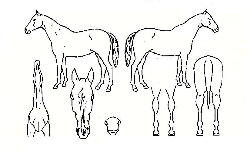 �븧��ġ�� ����,���,�޸�,�λ�,�ٸ��� Ư¡����