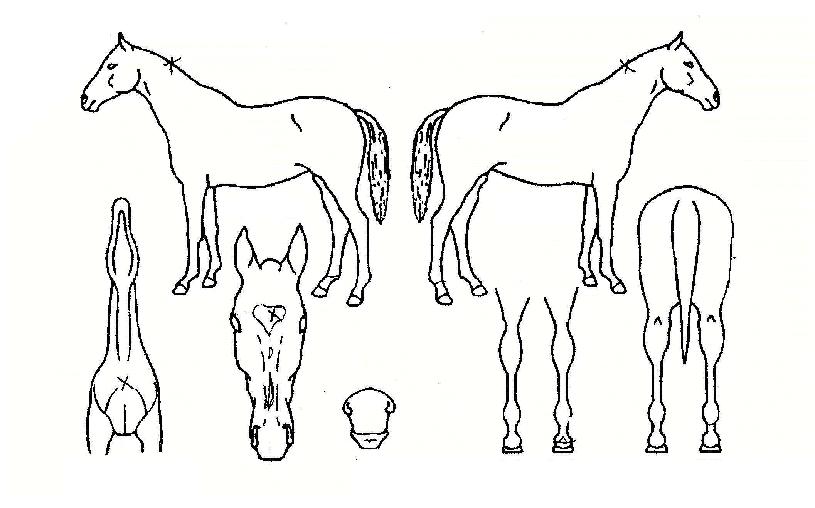 ½ºÅ¸Åº»ýÀÚ¸¶ÀÇ Ãø¸é,¿ì¸é,µÞ¸é,µÎ»ó,´Ù¸®ÀÇ Æ¯Â¡µµÇØ