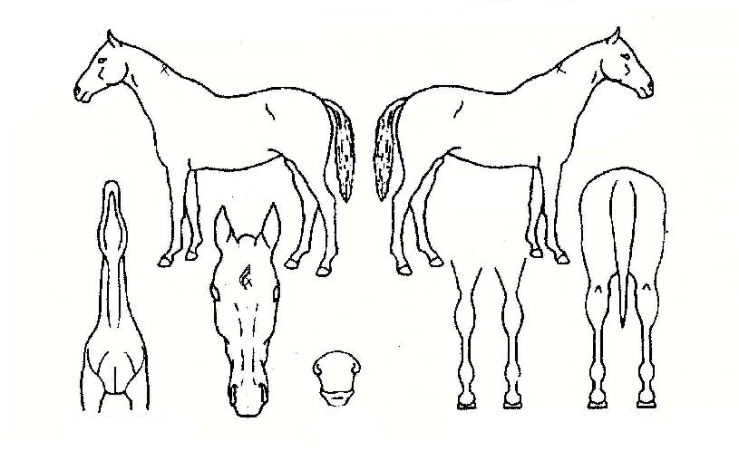 ������ķ���� ����,���,�޸�,�λ�,�ٸ��� Ư¡����