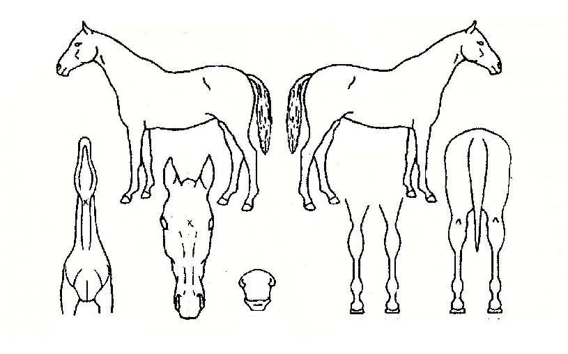 µµ¹ÌƼ¾ÈÀÇ Ãø¸é,¿ì¸é,µÞ¸é,µÎ»ó,´Ù¸®ÀÇ Æ¯Â¡µµÇØ