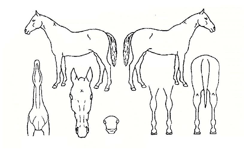 ��������� ����,���,�޸�,�λ�,�ٸ��� Ư¡����