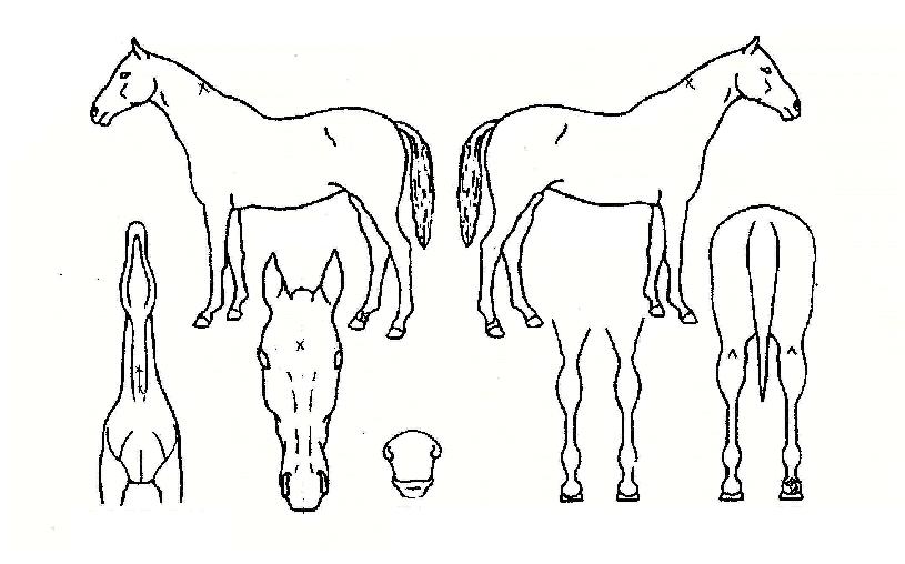 ´ÏÄɼ¼ºìÀÇ Ãø¸é,¿ì¸é,µÞ¸é,µÎ»ó,´Ù¸®ÀÇ Æ¯Â¡µµÇØ