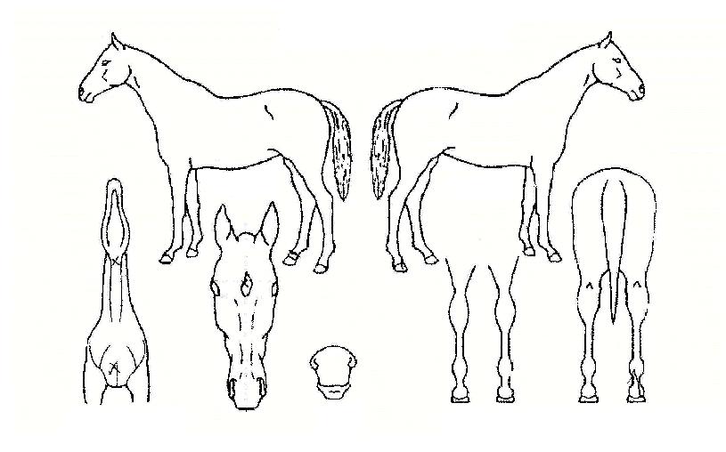 �Ҵ������ڸ��� ����,���,�޸�,�λ�,�ٸ��� Ư¡����