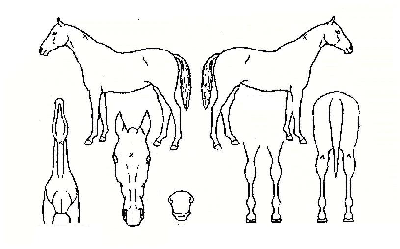 �ѿ�Ÿ���ڸ��� ����,���,�޸�,�λ�,�ٸ��� Ư¡����