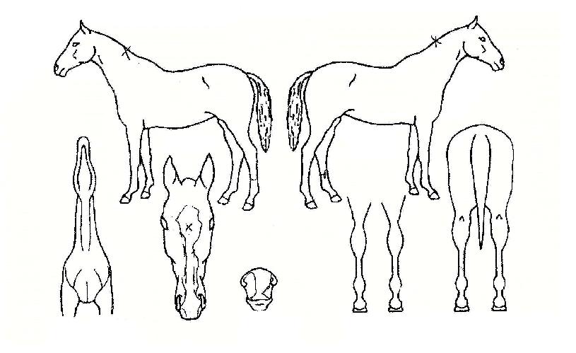 ¸¶Äû½Ã¿§ÀÚ¸¶ÀÇ Ãø¸é,¿ì¸é,µÞ¸é,µÎ»ó,´Ù¸®ÀÇ Æ¯Â¡µµÇØ