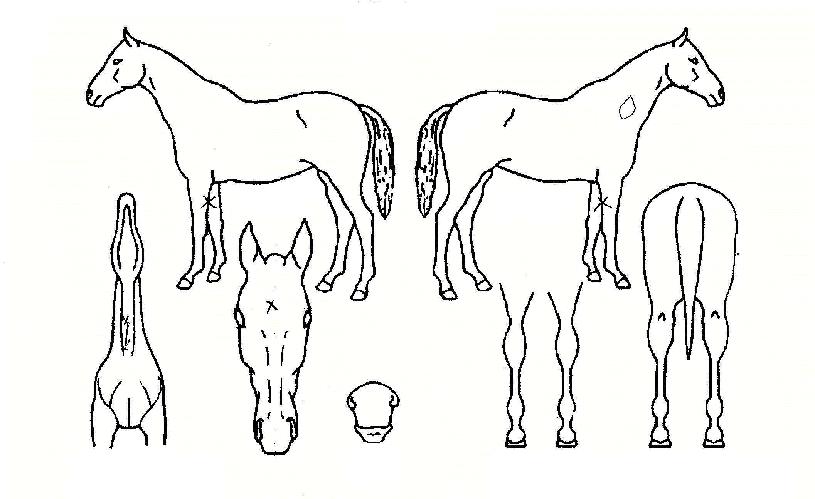 ������� ����,���,�޸�,�λ�,�ٸ��� Ư¡����