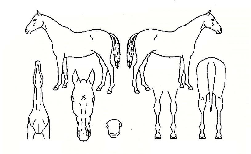 �¼����� ����,���,�޸�,�λ�,�ٸ��� Ư¡����