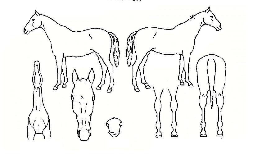 ºñ·æ¿©Á¦ÀÇ Ãø¸é,¿ì¸é,µÞ¸é,µÎ»ó,´Ù¸®ÀÇ Æ¯Â¡µµÇØ