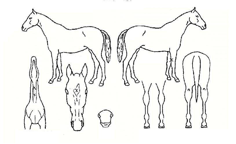 ��Ű��Ű�� ����,���,�޸�,�λ�,�ٸ��� Ư¡����