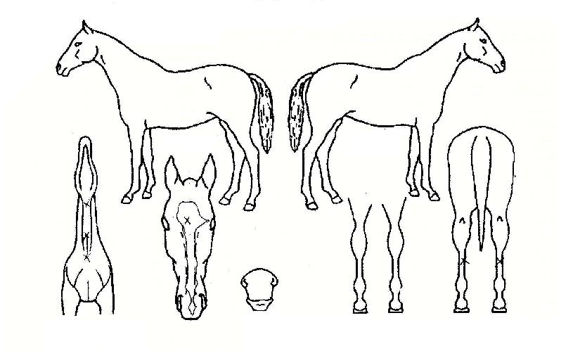 ¹èºíŸÀÓÀÇ Ãø¸é,¿ì¸é,µÞ¸é,µÎ»ó,´Ù¸®ÀÇ Æ¯Â¡µµÇØ