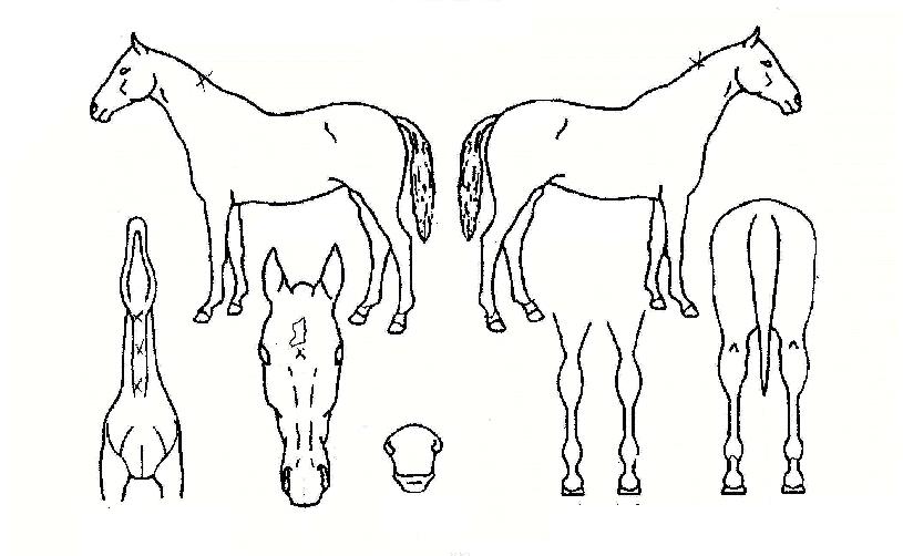 ���ǵ�õ���� ����,���,�޸�,�λ�,�ٸ��� Ư¡����