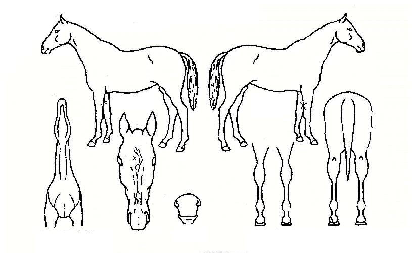 ¹Ù´Ù¿Ã·¹ÀÇ Ãø¸é,¿ì¸é,µÞ¸é,µÎ»ó,´Ù¸®ÀÇ Æ¯Â¡µµÇØ