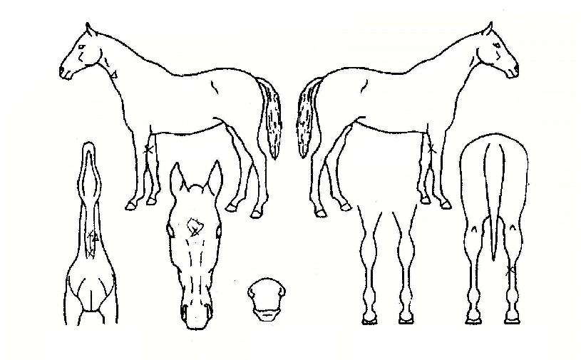 õ³âºÀÀÇ Ãø¸é,¿ì¸é,µÞ¸é,µÎ»ó,´Ù¸®ÀÇ Æ¯Â¡µµÇØ