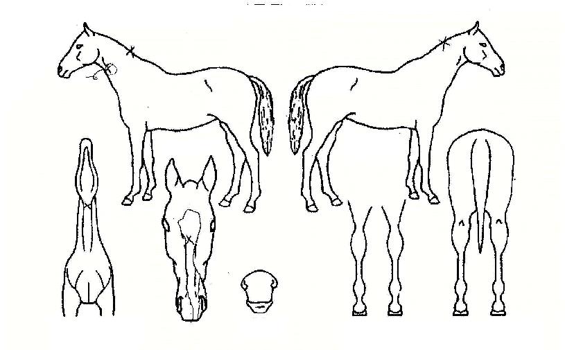 ������������ ����,���,�޸�,�λ�,�ٸ��� Ư¡����