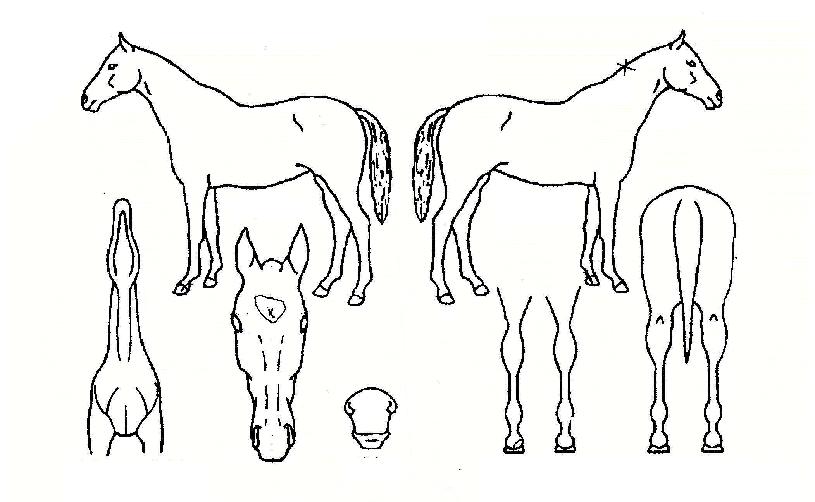 žçÀÇÈûÀÇ Ãø¸é,¿ì¸é,µÞ¸é,µÎ»ó,´Ù¸®ÀÇ Æ¯Â¡µµÇØ