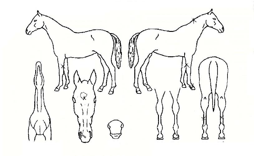 °Ã¶Àå»çÀÇ Ãø¸é,¿ì¸é,µÞ¸é,µÎ»ó,´Ù¸®ÀÇ Æ¯Â¡µµÇØ