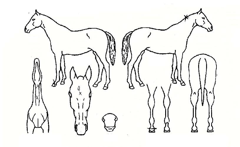 ´º¿¡µð¼ÇÀÇ Ãø¸é,¿ì¸é,µÞ¸é,µÎ»ó,´Ù¸®ÀÇ Æ¯Â¡µµÇØ