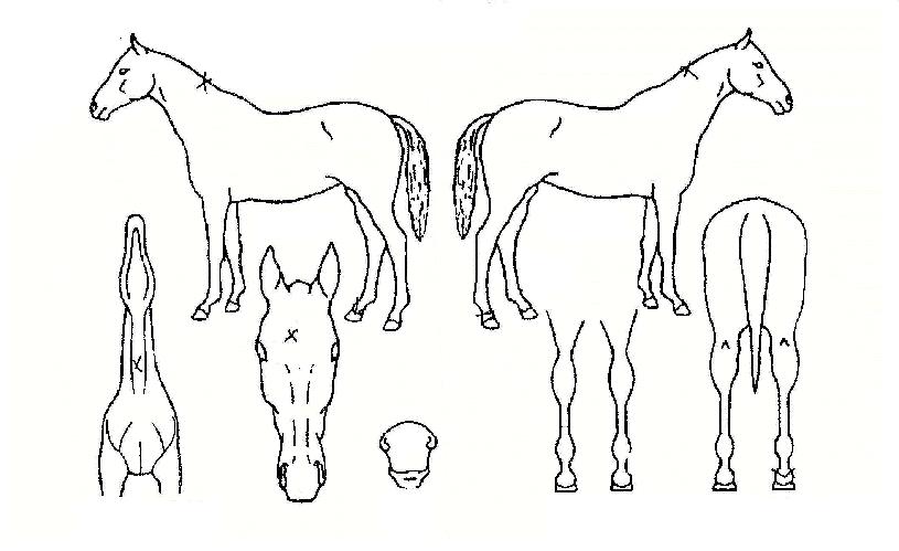 ÇǾîÇʵåÀÇ Ãø¸é,¿ì¸é,µÞ¸é,µÎ»ó,´Ù¸®ÀÇ Æ¯Â¡µµÇØ