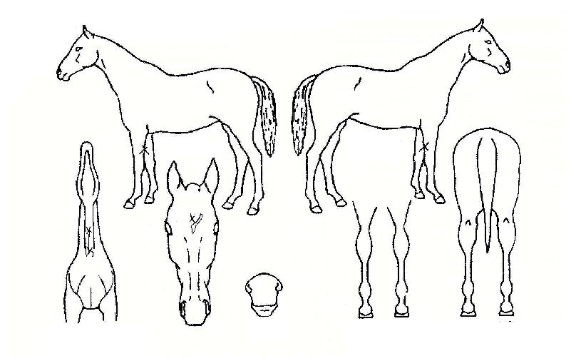 ĭ�ǿ����� ����,���,�޸�,�λ�,�ٸ��� Ư¡����