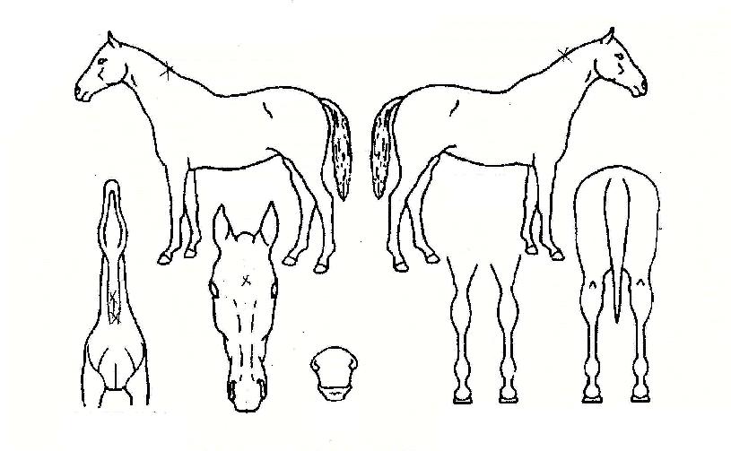 ²É³ªºñÀÚ¸¶ÀÇ Ãø¸é,¿ì¸é,µÞ¸é,µÎ»ó,´Ù¸®ÀÇ Æ¯Â¡µµÇØ