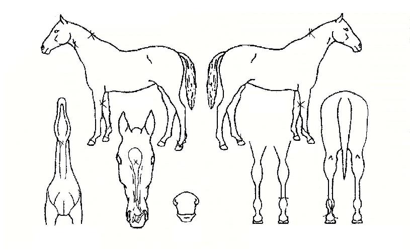 ���ؿ����� ����,���,�޸�,�λ�,�ٸ��� Ư¡����