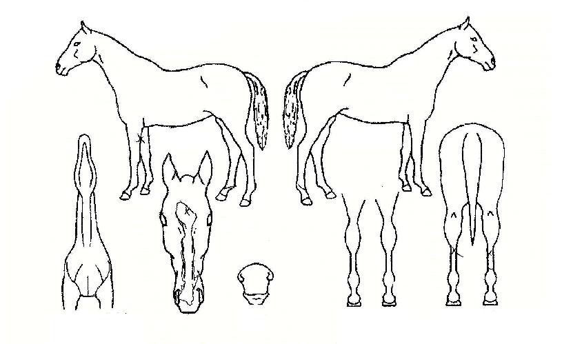 ���ǵ��� ����,���,�޸�,�λ�,�ٸ��� Ư¡����