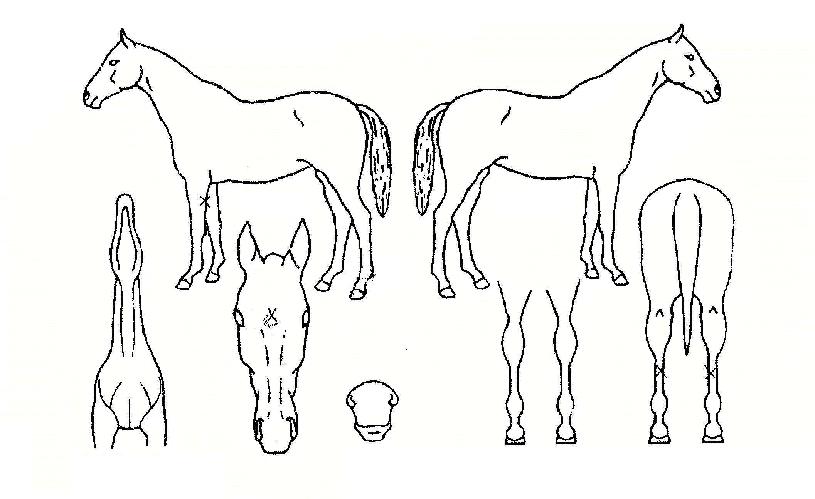 ���̽���Ƽ���� ����,���,�޸�,�λ�,�ٸ��� Ư¡����