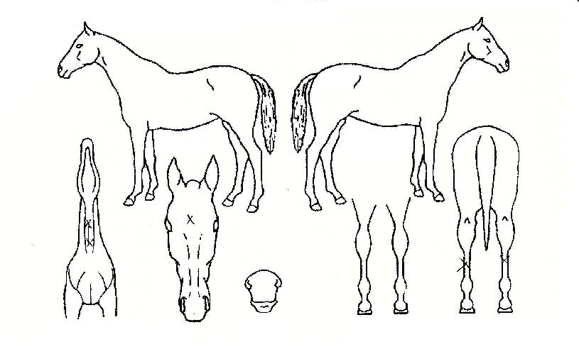 �ູ����Ƽ�� ����,���,�޸�,�λ�,�ٸ��� Ư¡����