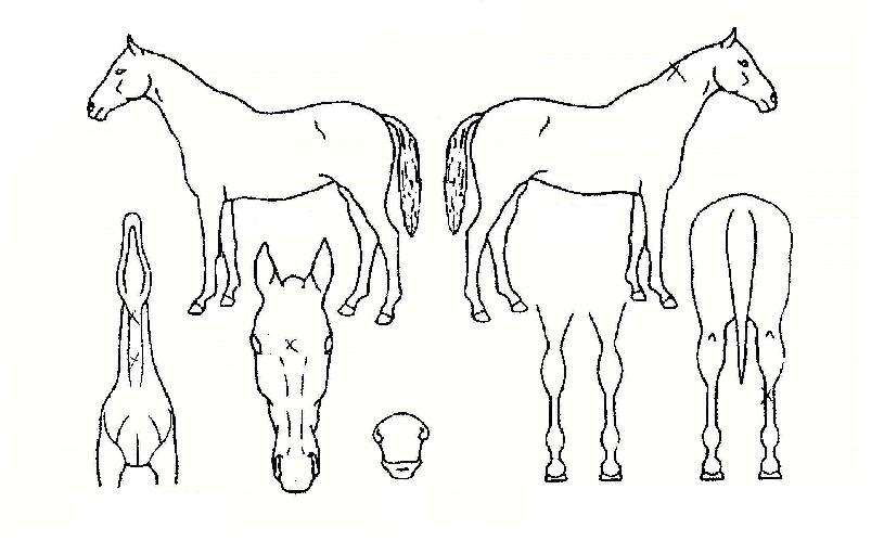 ¿äµ¿Á¦¿ÕÀÇ Ãø¸é,¿ì¸é,µÞ¸é,µÎ»ó,´Ù¸®ÀÇ Æ¯Â¡µµÇØ