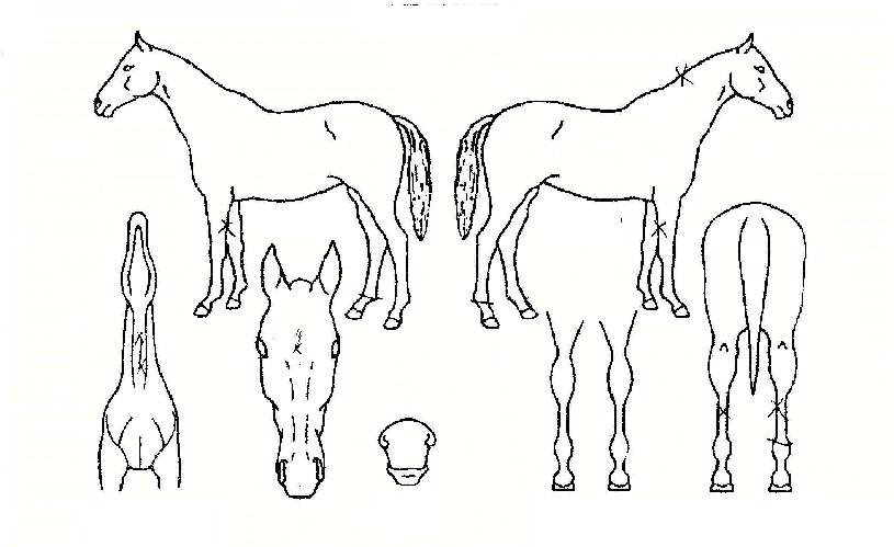 º»¼ÖÀÇ Ãø¸é,¿ì¸é,µÞ¸é,µÎ»ó,´Ù¸®ÀÇ Æ¯Â¡µµÇØ