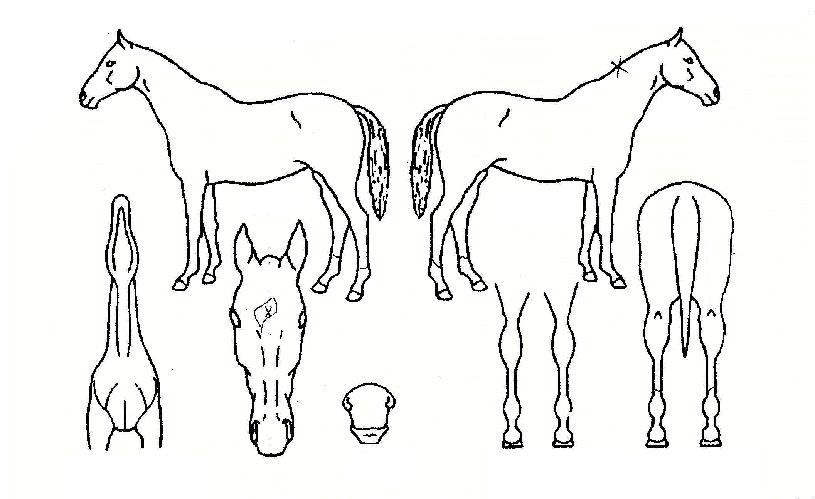 �㽬ƿ���� ����,���,�޸�,�λ�,�ٸ��� Ư¡����