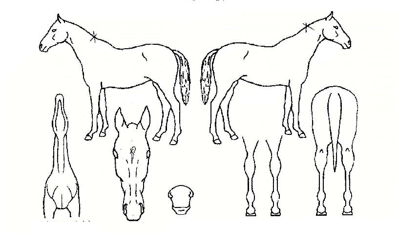 ¹ÐÅ©¸ÞÀ̵åÀÚ¸¶ÀÇ Ãø¸é,¿ì¸é,µÞ¸é,µÎ»ó,´Ù¸®ÀÇ Æ¯Â¡µµÇØ