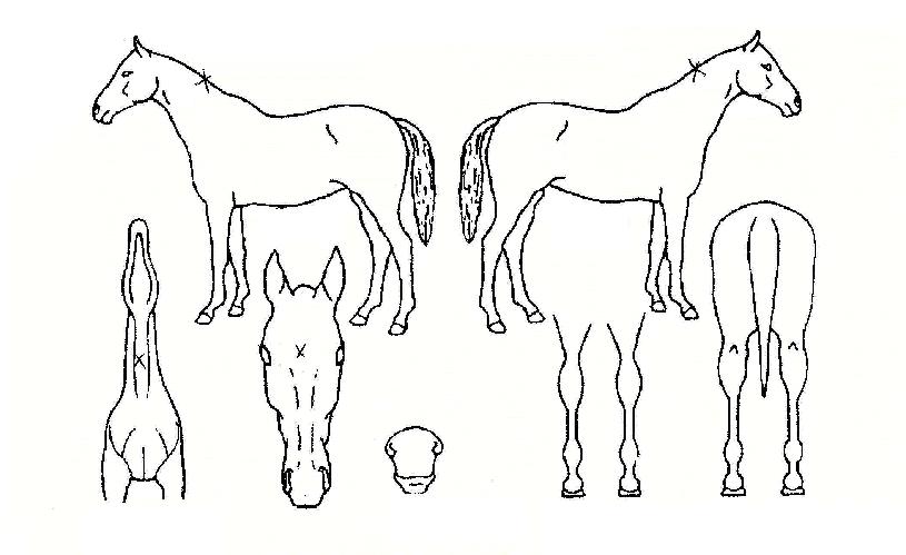 �������� ����,���,�޸�,�λ�,�ٸ��� Ư¡����