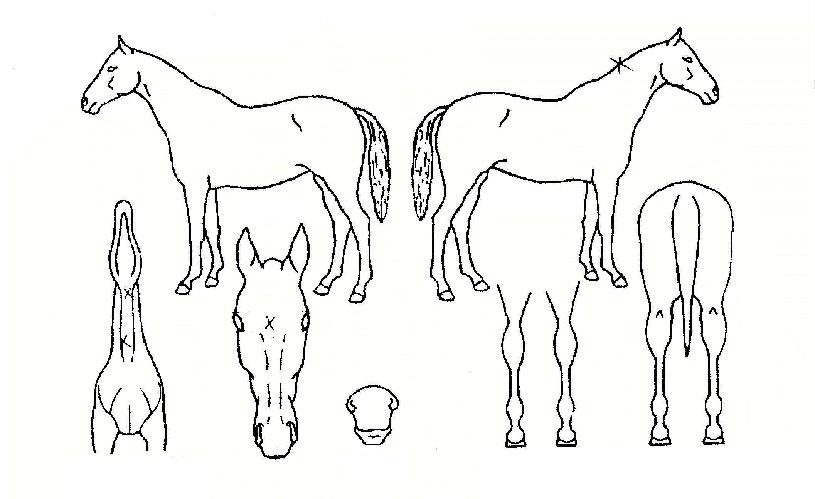 �������� ����,���,�޸�,�λ�,�ٸ��� Ư¡����