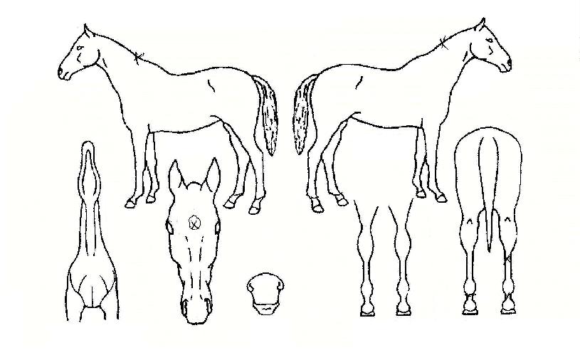 ÇÁ¶ó¿ìµå¸Þ¸®ÀÇ Ãø¸é,¿ì¸é,µÞ¸é,µÎ»ó,´Ù¸®ÀÇ Æ¯Â¡µµÇØ